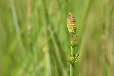 BUITEN BEELD Foto: 60498