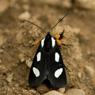 BUITEN BEELD Foto: 60500