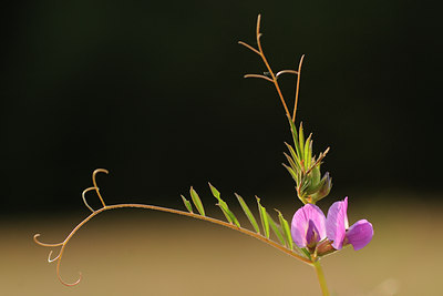 BUITEN BEELD Foto: 60516