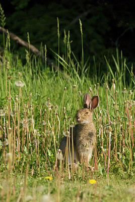 BUITEN BEELD Foto: 60520