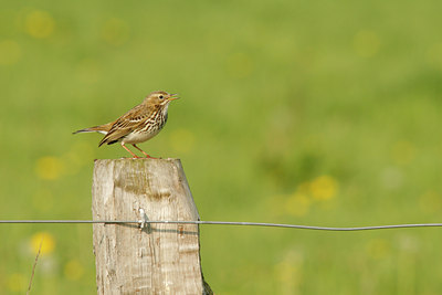 BUITEN BEELD Foto: 60524