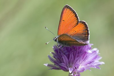 BUITEN BEELD Foto: 60527