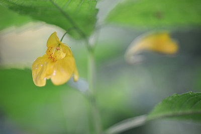 BUITEN BEELD Foto: 60540