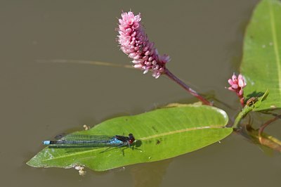 BUITEN BEELD Foto: 60554