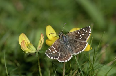 BUITEN BEELD Foto: 60605