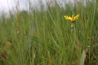 BUITEN BEELD Foto: 60607