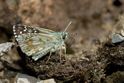 BUITEN BEELD Foto: 60609