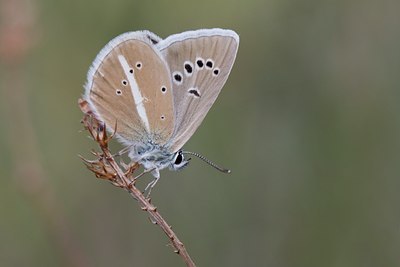 BUITEN BEELD Foto: 60610