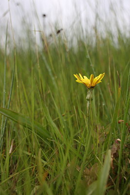 BUITEN BEELD Foto: 60613