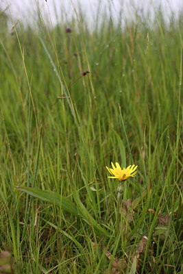 BUITEN BEELD Foto: 60615