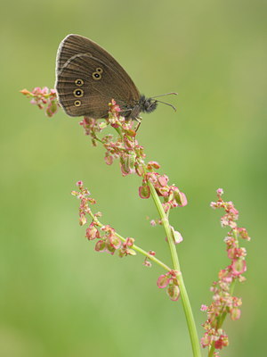 BUITEN BEELD Foto: 60633