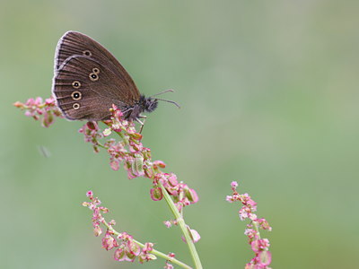 BUITEN BEELD Foto: 60635