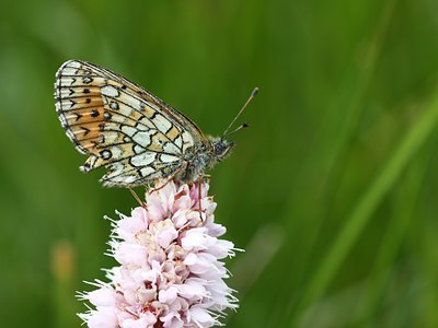BUITEN BEELD Foto: 60640