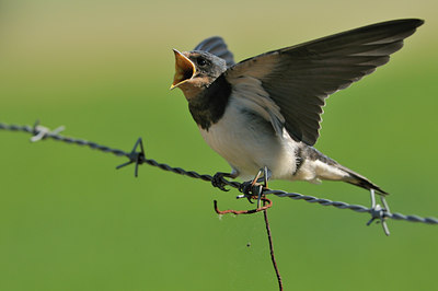 BUITEN BEELD Foto: 60666