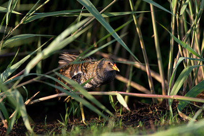 BUITEN BEELD Foto: 60674