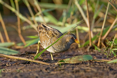 BUITEN BEELD Foto: 60675