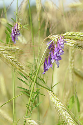 BUITEN BEELD Foto: 60680