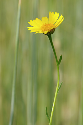 BUITEN BEELD Foto: 60681