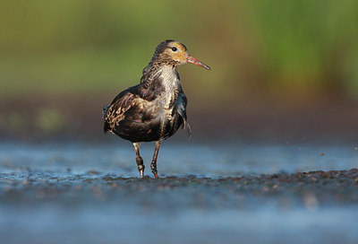 BUITEN BEELD Foto: 60688