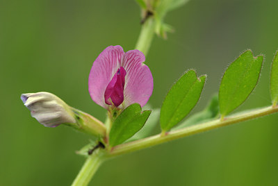 BUITEN BEELD Foto: 60744