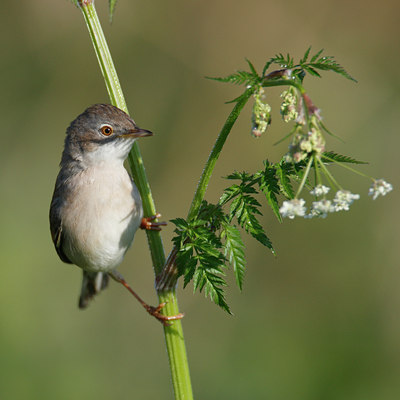 BUITEN BEELD Foto: 60746