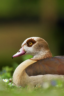 BUITEN BEELD Foto: 60751