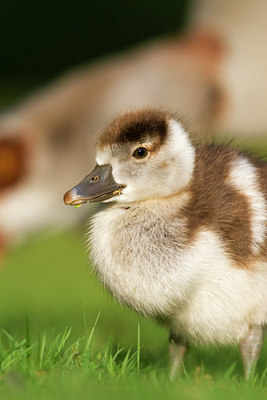 BUITEN BEELD Foto: 60755