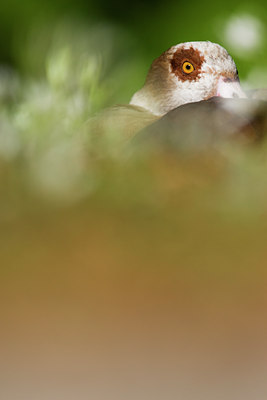 BUITEN BEELD Foto: 60758