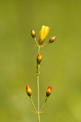 BUITEN BEELD Foto: 60784