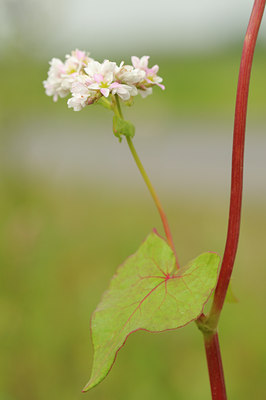 BUITEN BEELD Foto: 60797