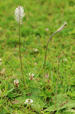 BUITEN BEELD Foto: 60799