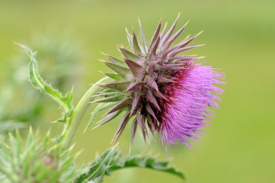 BUITEN BEELD Foto: 60813