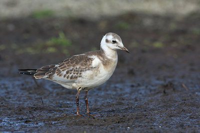 BUITEN BEELD Foto: 60836