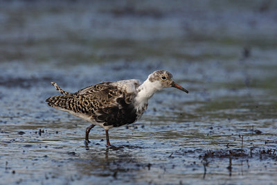BUITEN BEELD Foto: 60837