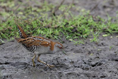 BUITEN BEELD Foto: 60838