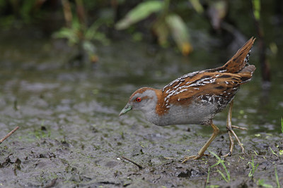 BUITEN BEELD Foto: 60840