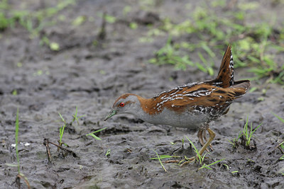 BUITEN BEELD Foto: 60841
