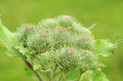 BUITEN BEELD Foto: 60856