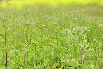 BUITEN BEELD Foto: 60860