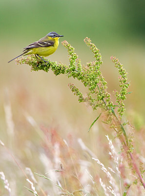 BUITEN BEELD Foto: 60874