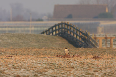 BUITEN BEELD Foto: 60896