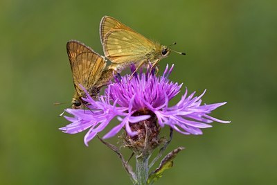 BUITEN BEELD Foto: 60908