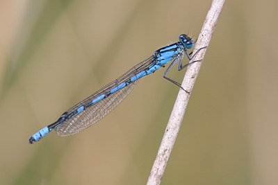 BUITEN BEELD Foto: 60911