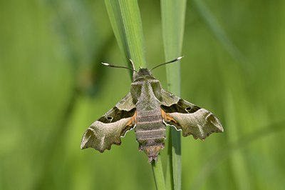 BUITEN BEELD Foto: 60912