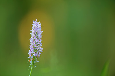 BUITEN BEELD Foto: 60920