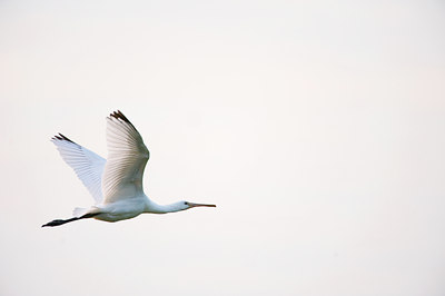 BUITEN BEELD Foto: 60932