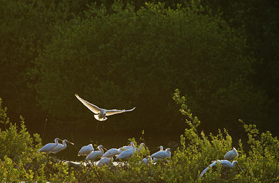 BUITEN BEELD Foto: 60934