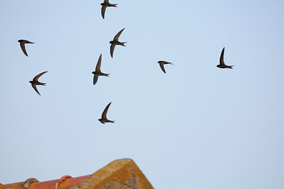 BUITEN BEELD Foto: 60963