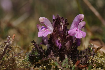 BUITEN BEELD Foto: 60978