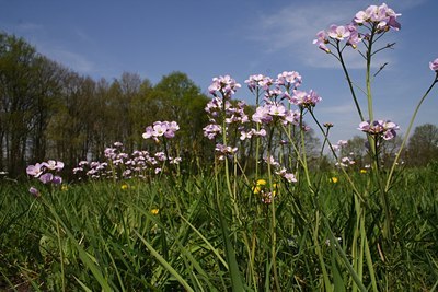 BUITEN BEELD Foto: 60980